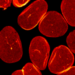 sample preparation for advanced microscopy techniq