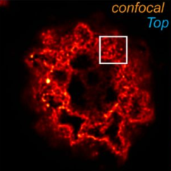 samples for advanced microscopy techniq