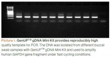 GenUP™ gDNA Kit 250 preps