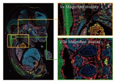 Fluorescence imaging module for S60