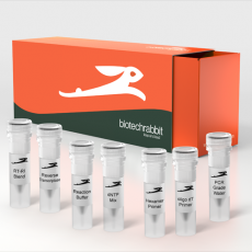 cDNA Synthesis Kit 125